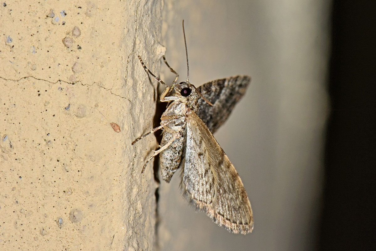 Geometridae? S,  Eupithecia cfr. dodoneata